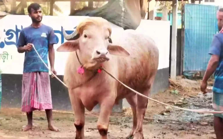 Rising Cumilla - Viral pink 'Donald Trump' sold for nearly 4 lakh taka