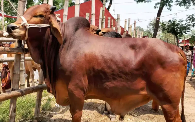 Rising Cumilla - cow