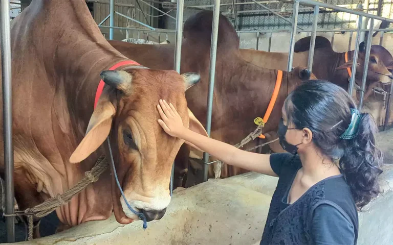 Rising Cumilla - cow in Cumilla