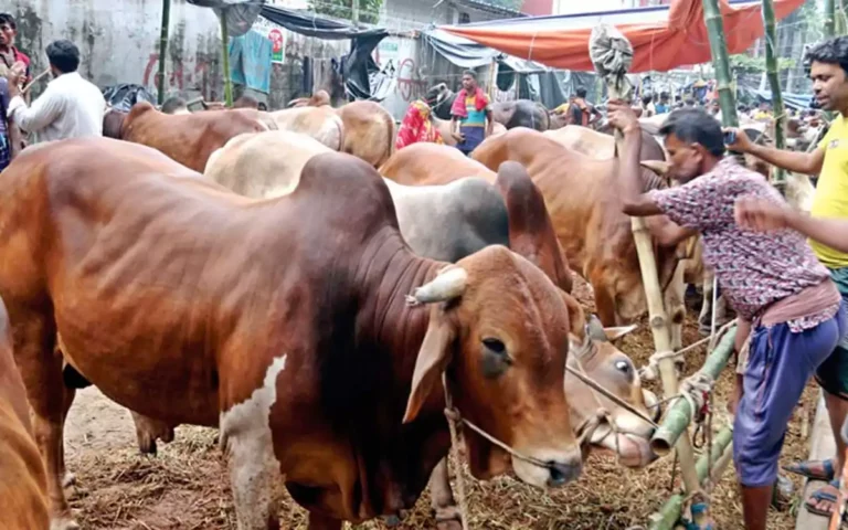 Rising Cumilla - eid animal market