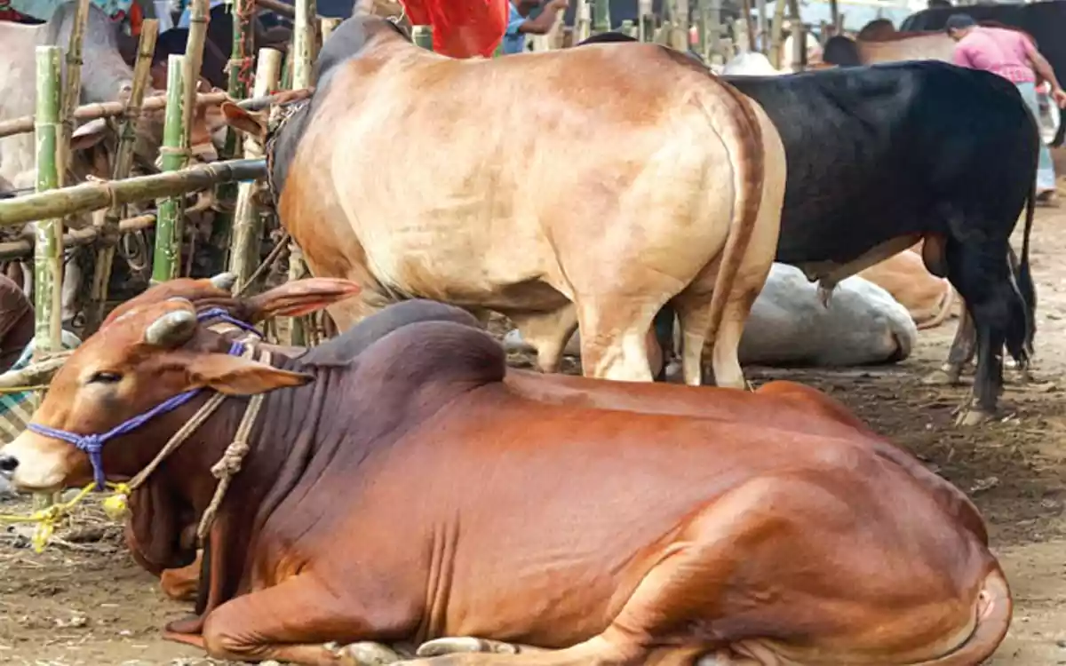 Rising Cumilla - eid cow