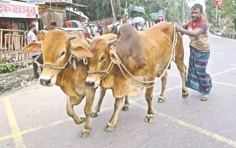 RisingCumilla - cow