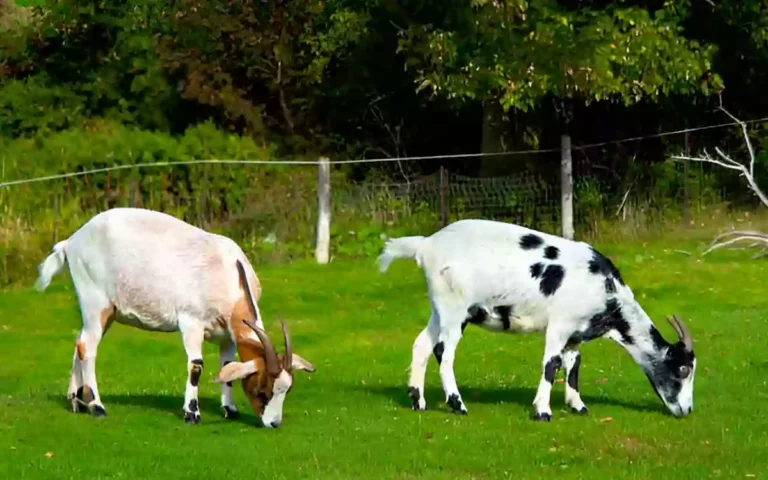 RisingCumilla - goat