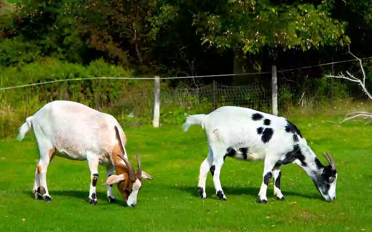 RisingCumilla - goat