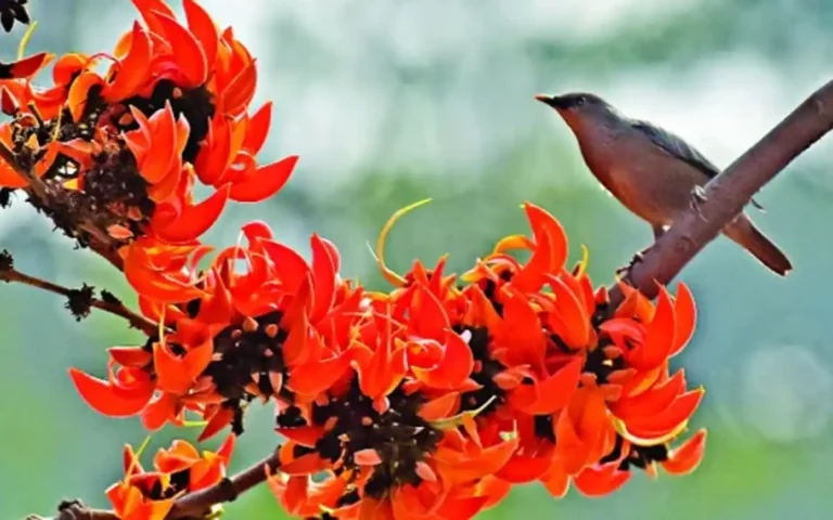 কবিতা - বসন্তের দোলা