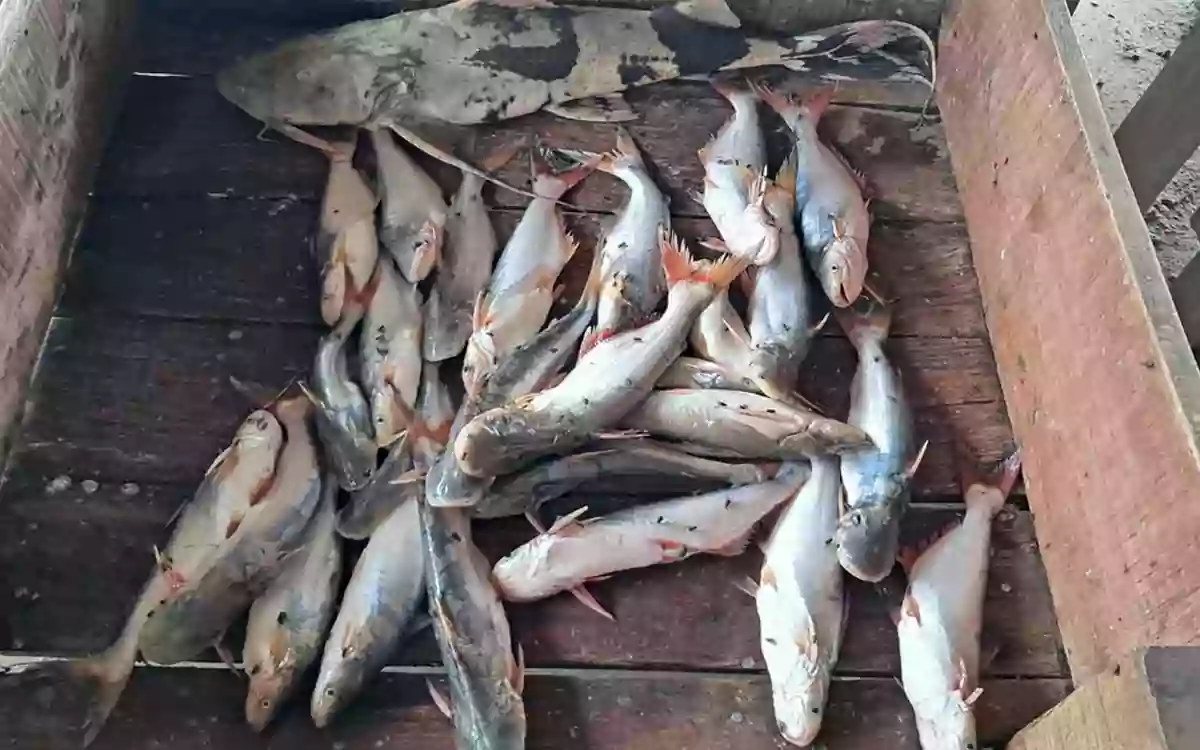 Rising Cumilla -River carp fry being sold freely in Chandpur, no monitoring