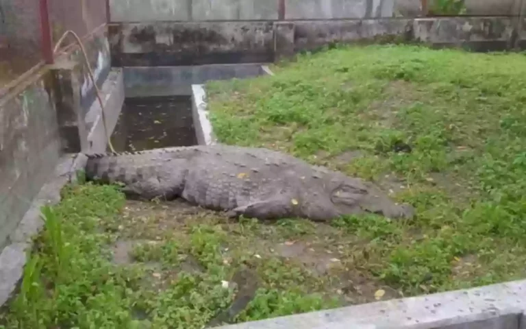Rising Cumilla - The 'arrogant' crocodile has not eaten anything for 19 days, and is struggling to return to the shrine pond.