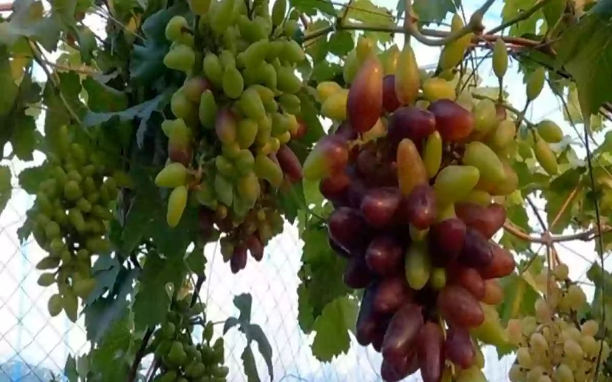 Rising Cumilla -The dream of grapes on the border of Comilla