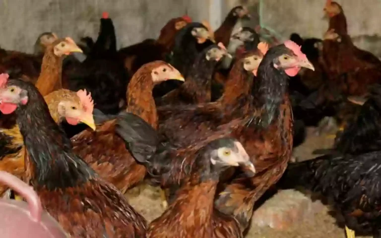 Rising Cumilla - A new, fast-growing red-meat chicken variety that reaches a weight of approximately 1 kg in just 45 days.