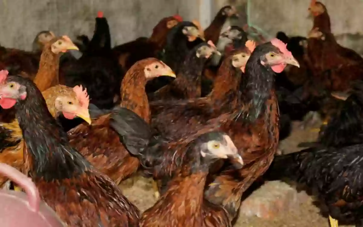 Rising Cumilla - A new, fast-growing red-meat chicken variety that reaches a weight of approximately 1 kg in just 45 days.