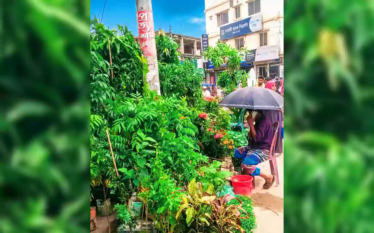 RisingCumilla -Bustling sapling market in Chandina during the monsoon—a celebration of life in nature.