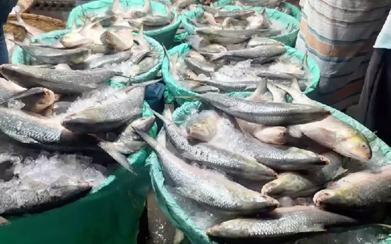 Rising Cumilla - Chandpur Hilsa