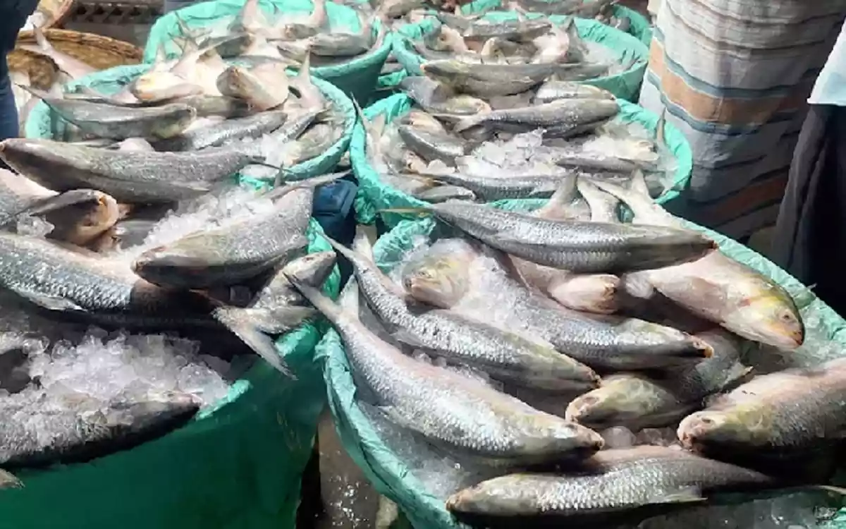 Rising Cumilla - Chandpur Hilsa