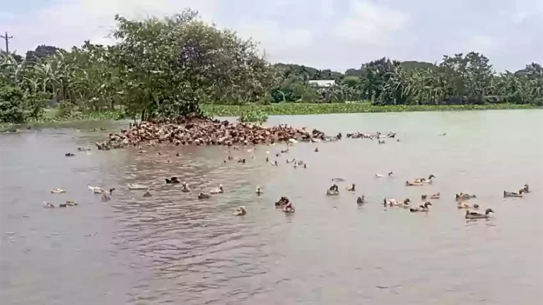 Rising Cumilla - Fish are no longer as plentiful in the hao