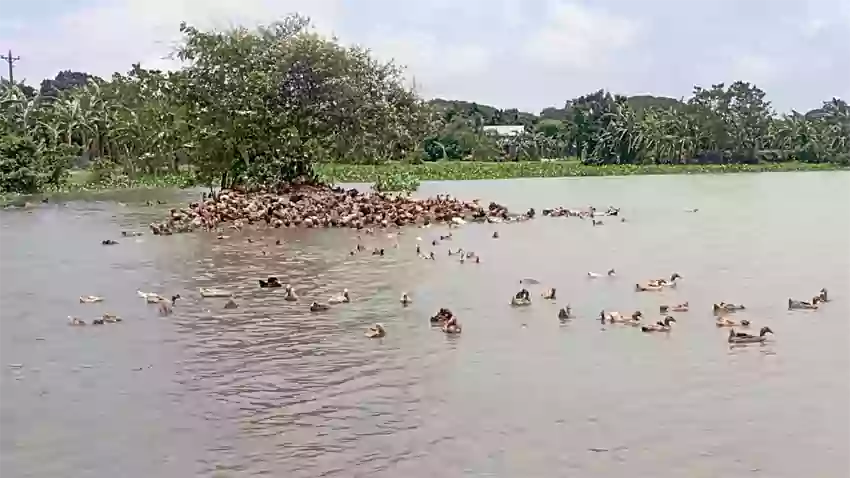 Rising Cumilla - Fish are no longer as plentiful in the hao