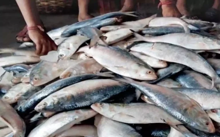 Rising Cumilla - Hilsa