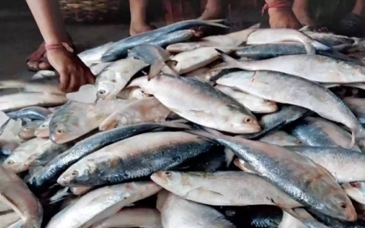 Rising Cumilla - Hilsa