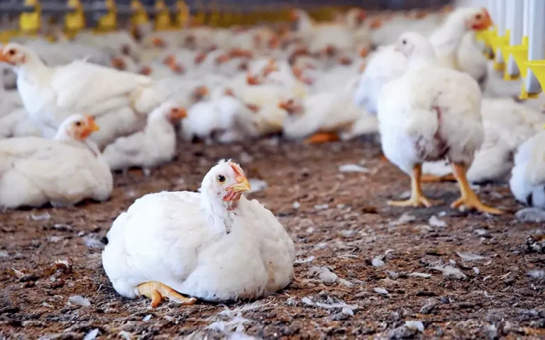Rising Cumilla - broiler chiken
