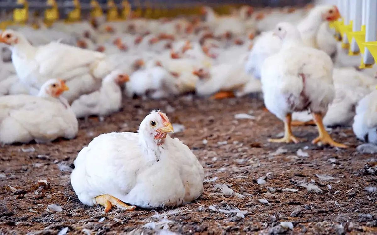 Rising Cumilla - broiler chiken