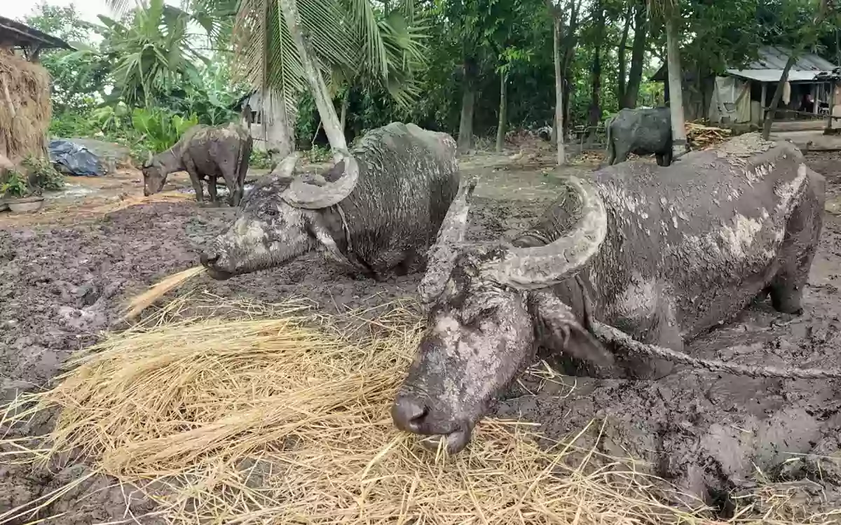 RisingCumilla - Four buffaloes.