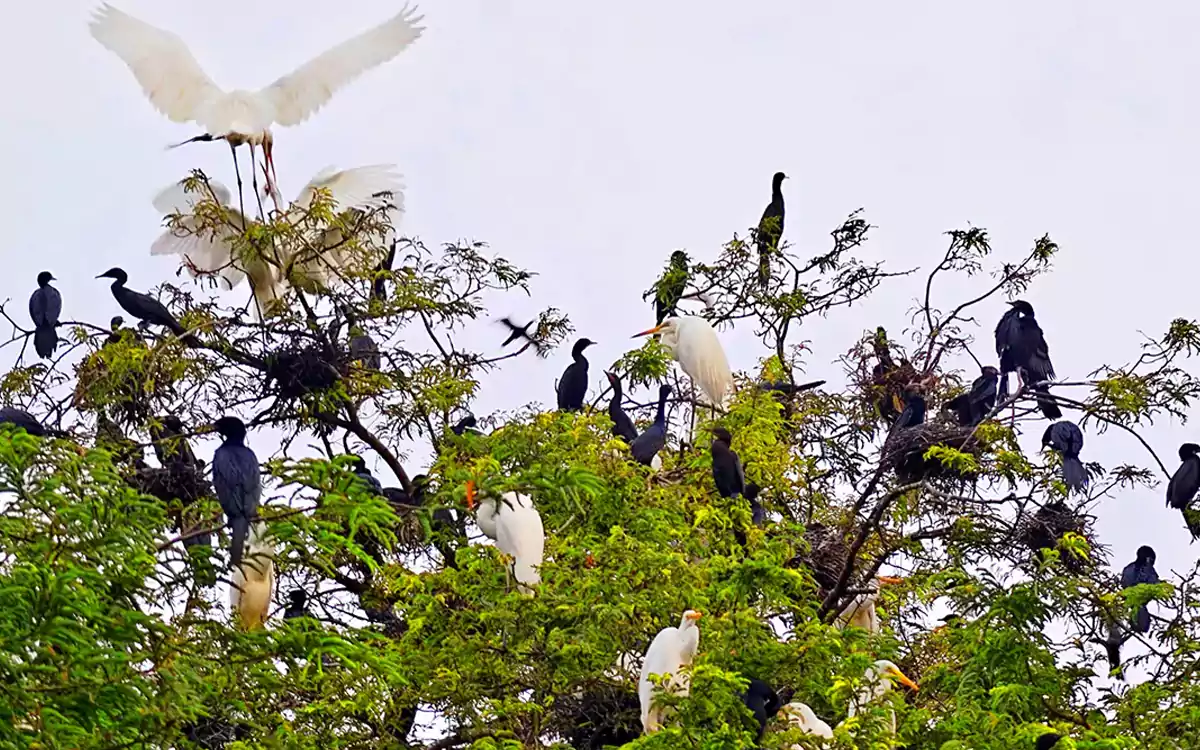 RisingCumilla - The Heron and the Cormorant