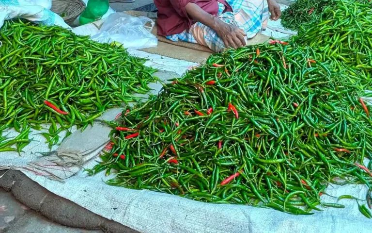 RisingCumilla - chili