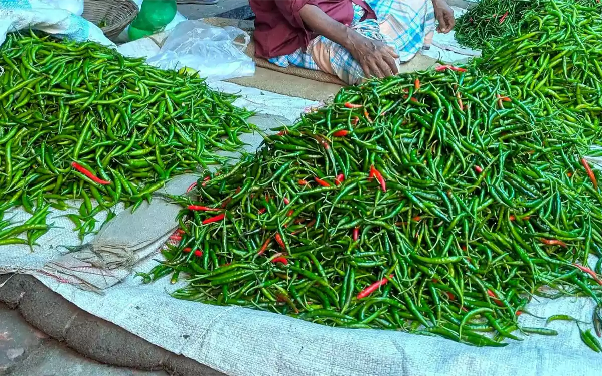 RisingCumilla - chili