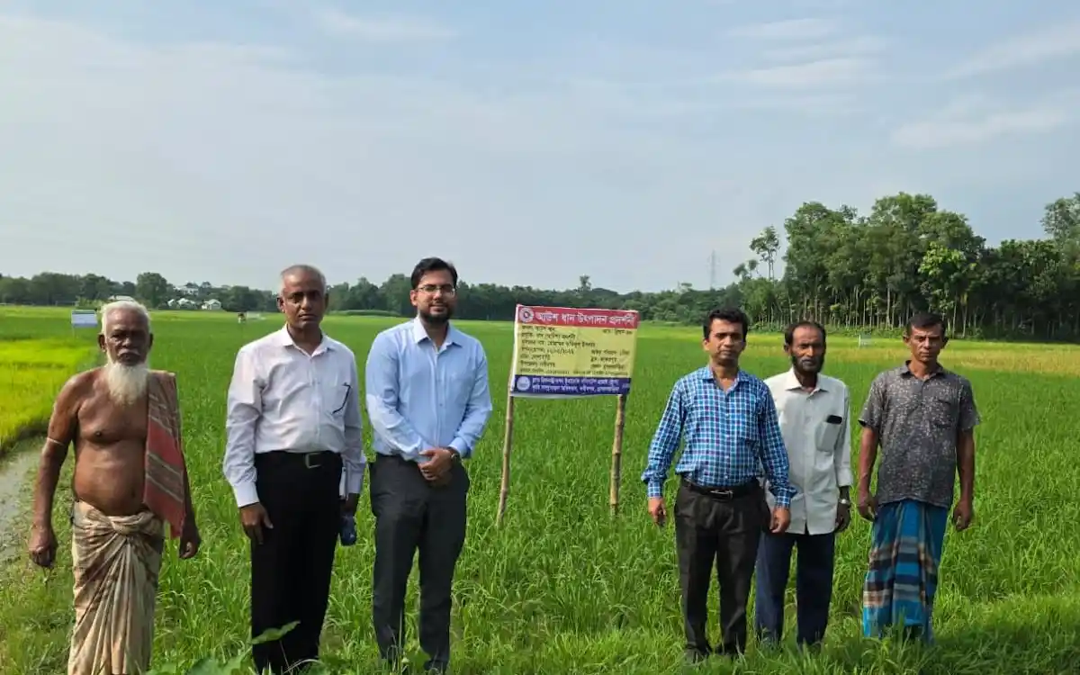 অনাবাদি জমিতে আউশ আবাদ