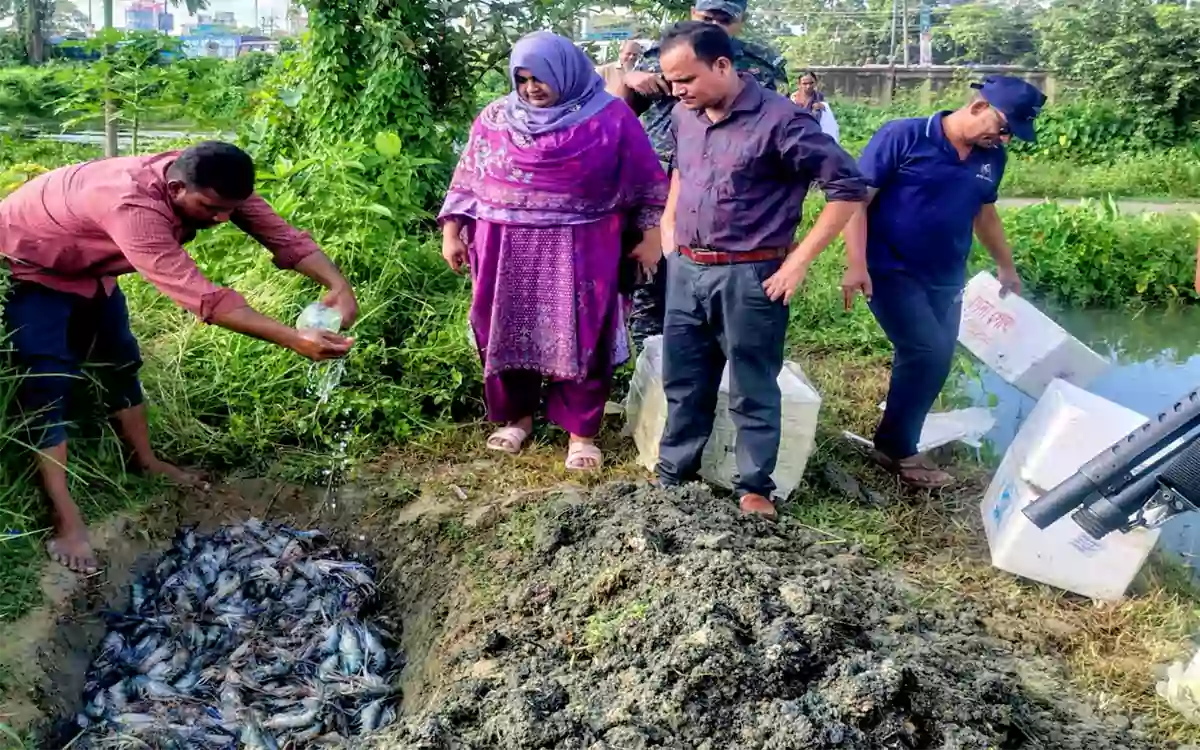 Rising Cumilla -105 kg of jelly-injected shrimp seized in Feni