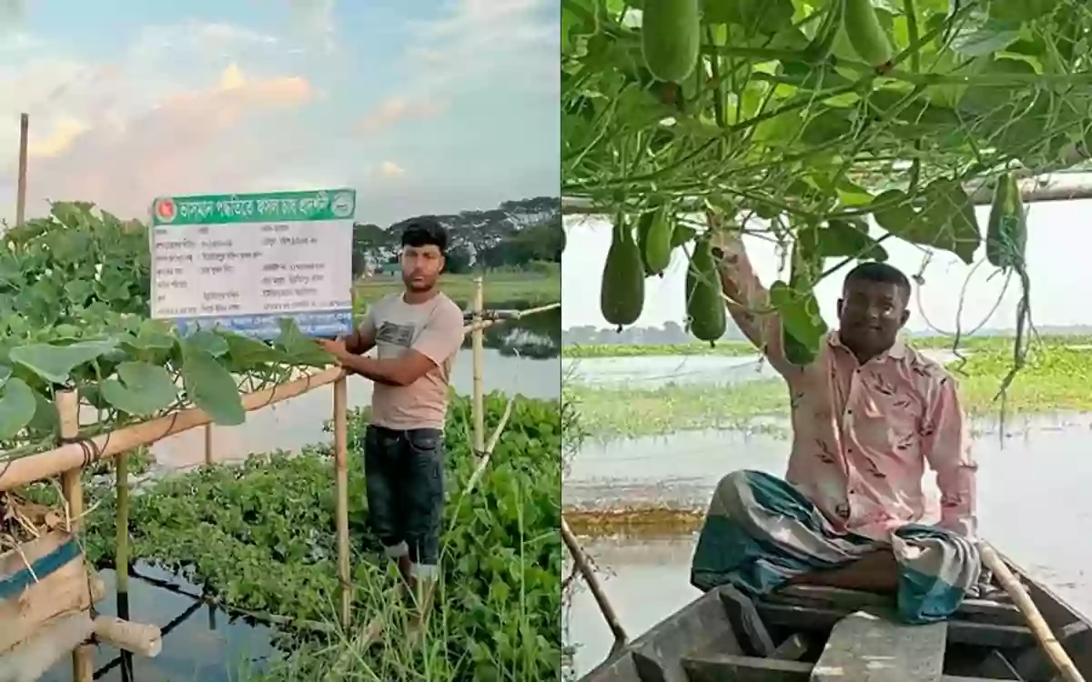 Rising Cumilla - Farmers fortunes change in Brahmanbaria as they cultivate floating vegetables on waterlogged land