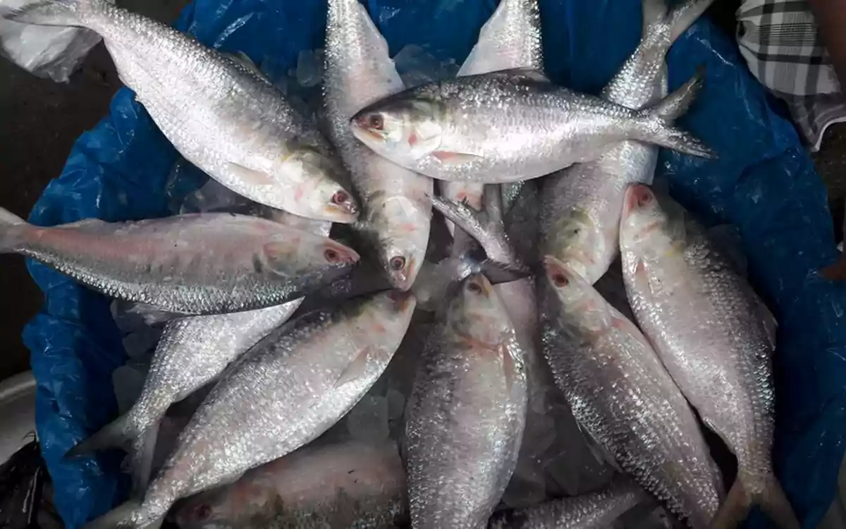 Rising Cumilla - Ilish