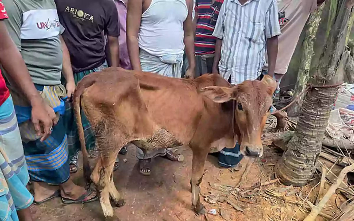 Rising Cumilla - Stolen cow from Lakshmipur found in BNP leaders cowshed,party issues show-cause notice.