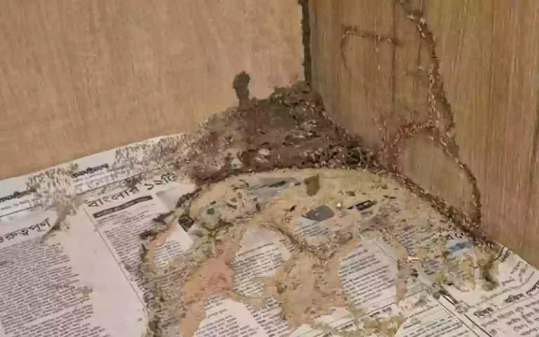Rising Cumilla - Termites in the room- Deputy Leader of the Opposition leaves Comilla Circuit House at midnight.