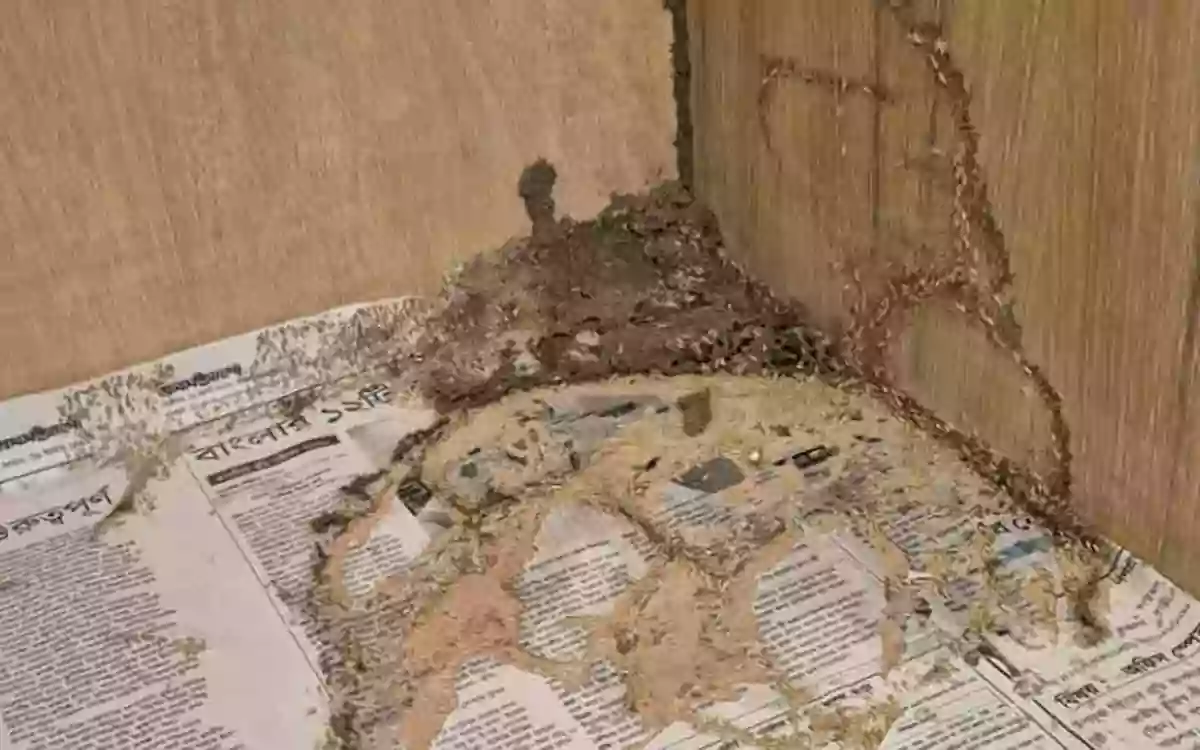 Rising Cumilla - Termites in the room- Deputy Leader of the Opposition leaves Comilla Circuit House at midnight.