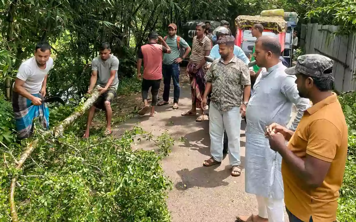 Rising Cumilla -Traffic halted in Brahmanpara, Cumilla, after a tree fell, UP Chairman promptly cleared it away.