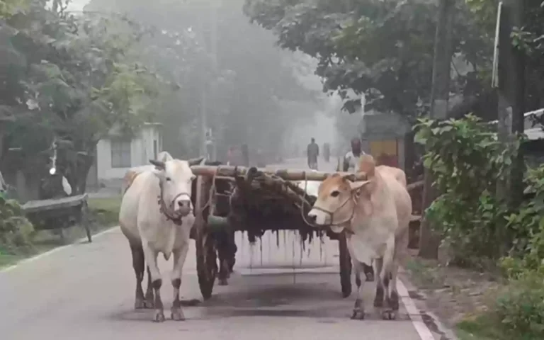 শীত আসছে, চুয়াডাঙ্গায় হঠাৎ ঘন কুয়াশা