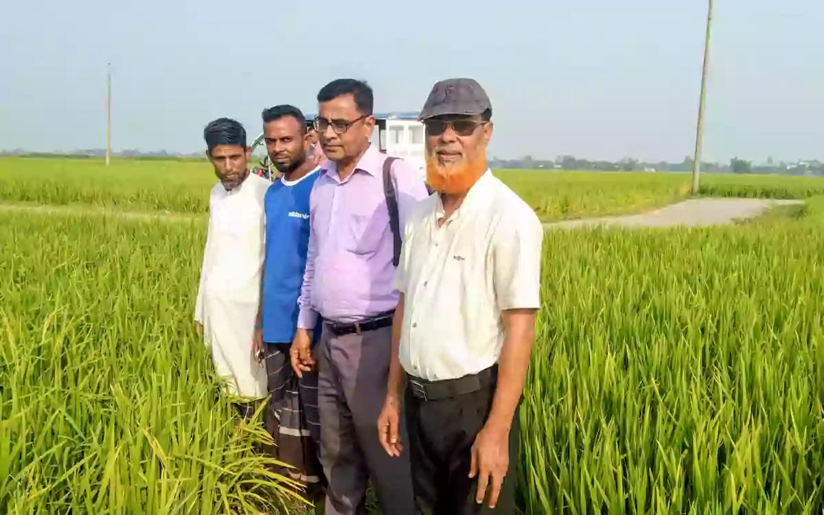 Rising Cumilla - Inspection of Aman paddy fields in Lakhai, Habiganj, and assessment of the performance of quality seeds