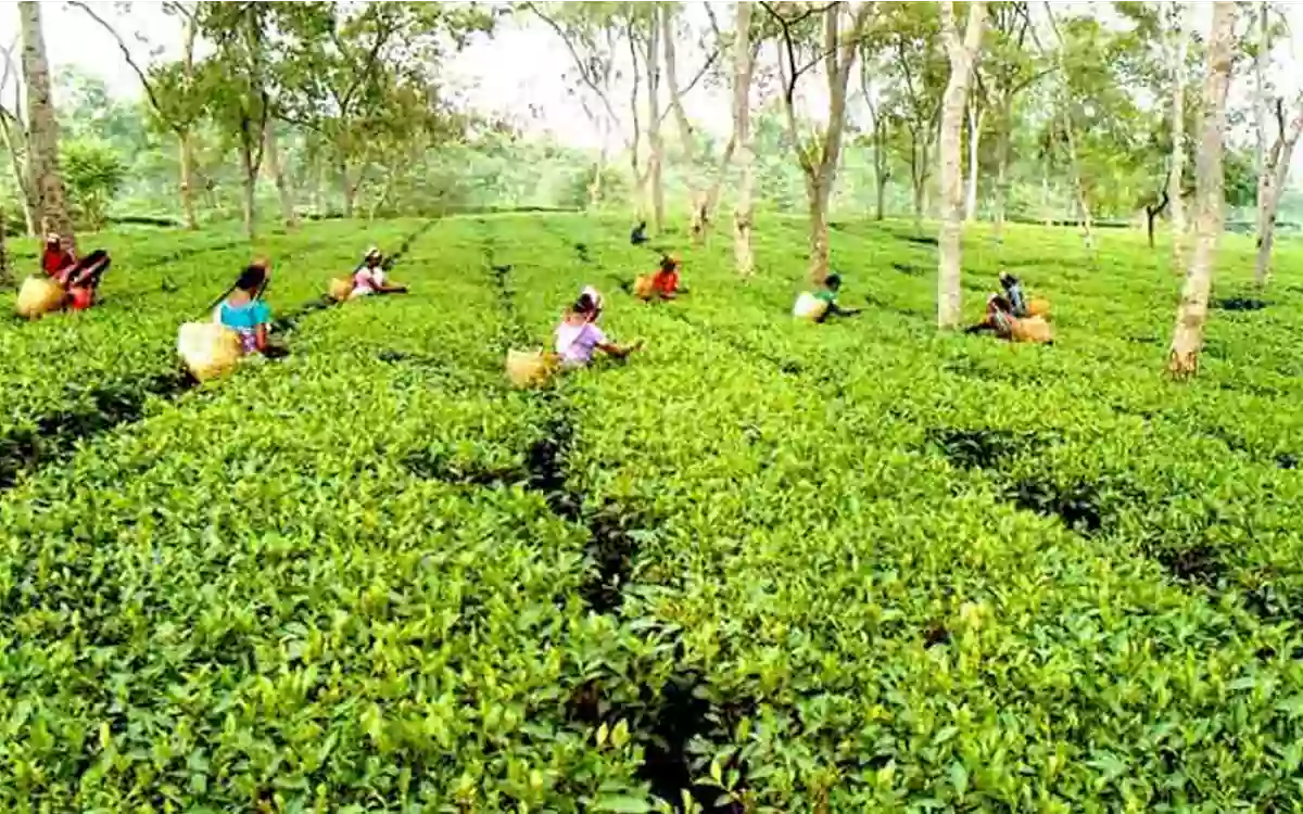 Rising Cumilla -Long-term plan for the development of the tea sector, production and exports to increase
