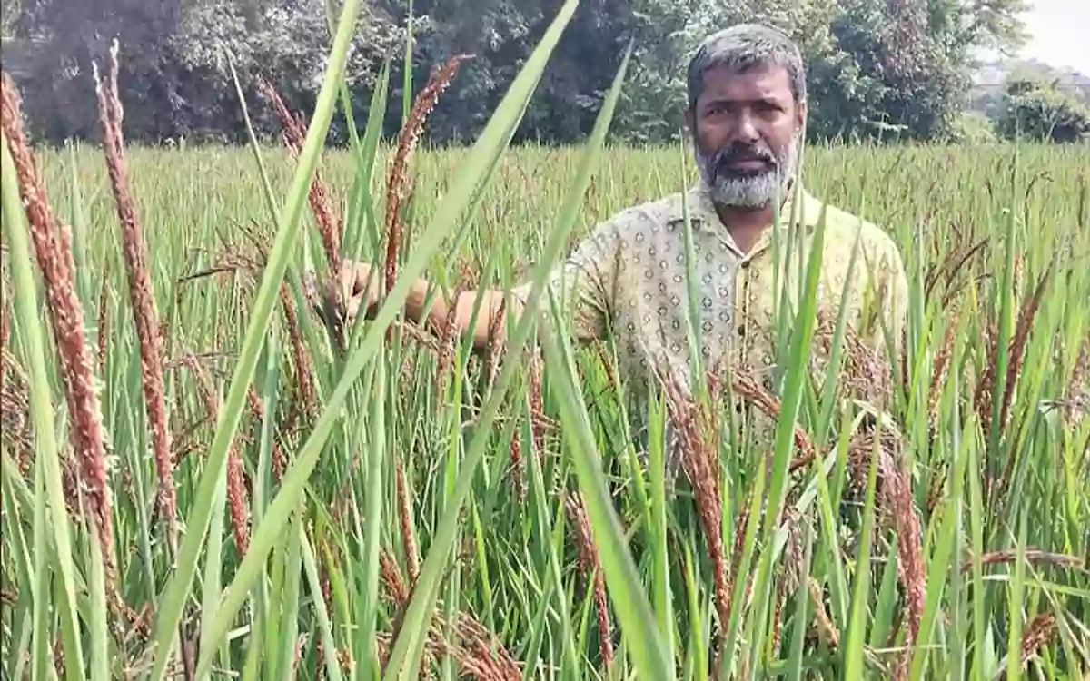 Rising Cumilla - black rice cultivation