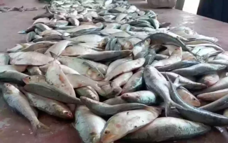 RisingCumilla - 10 maunds of Hilsa fish seized in Chandpur, distributed among an orphanage and the needy