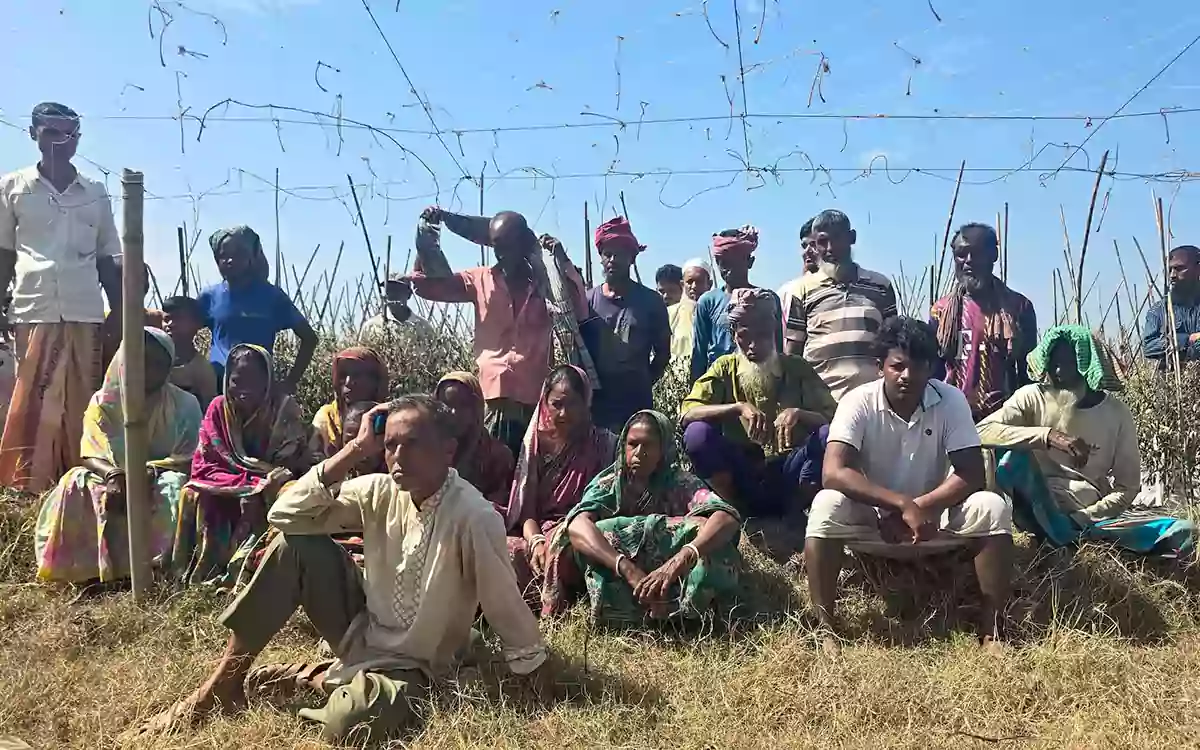 RisingCumilla - Four kani of tomato fields destroyed by poisoning under the cover of night in Lakhai, Habiganj