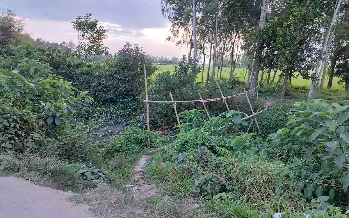 RisingCumilla - In Mashadia village, Lakhai, Habiganj, a precarious bamboo footbridge serves as a lifeline for thousands of people.