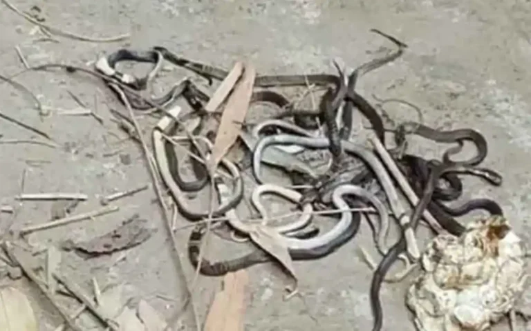 ব্রাহ্মণপাড়ায় সাপের কামড়ে শিক্ষার্থীর মৃত্যু, দুই দিনে ২২টি সাপ নিধন